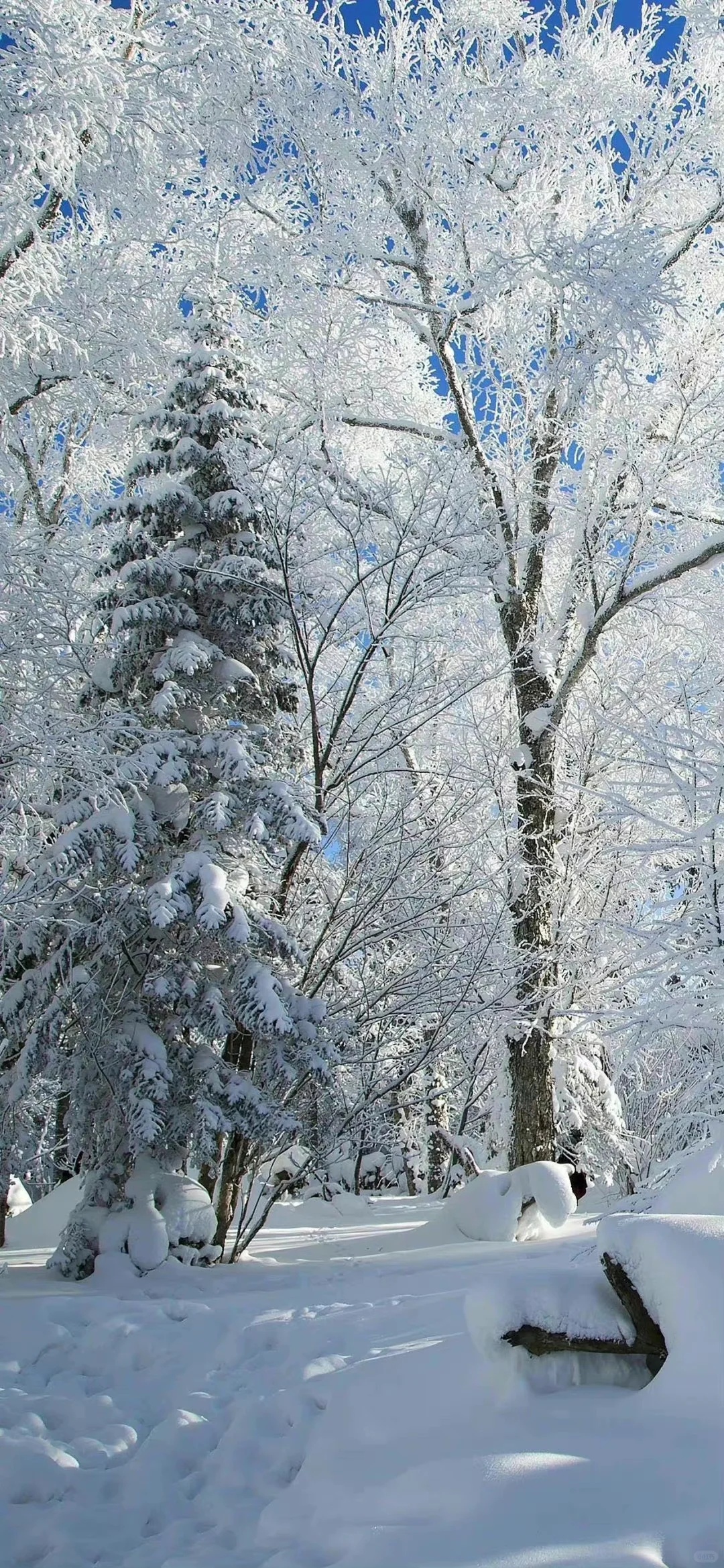 冬天可以没有雪 但不能没有你