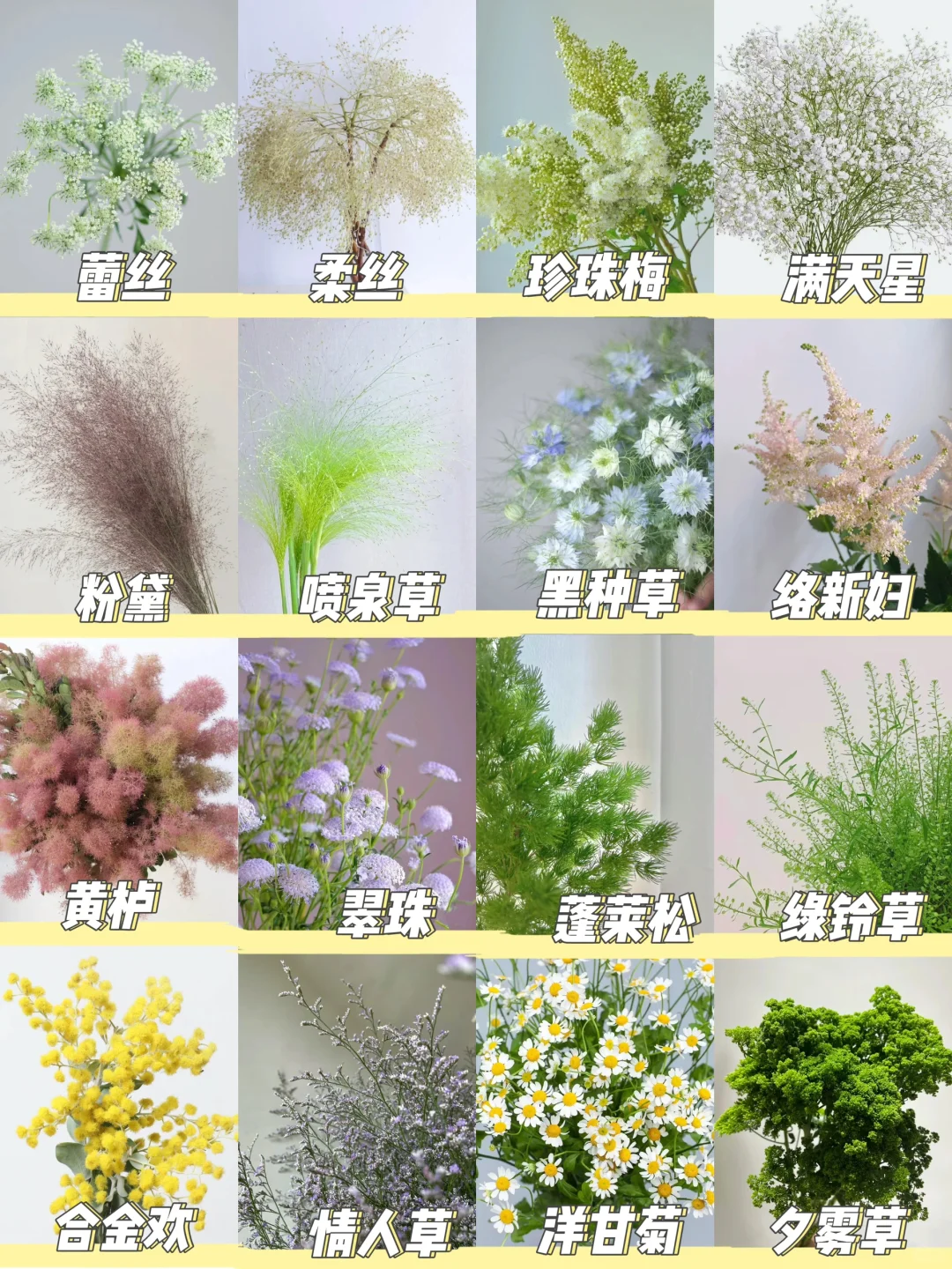 花材分类| 一次认识16款雾状花材