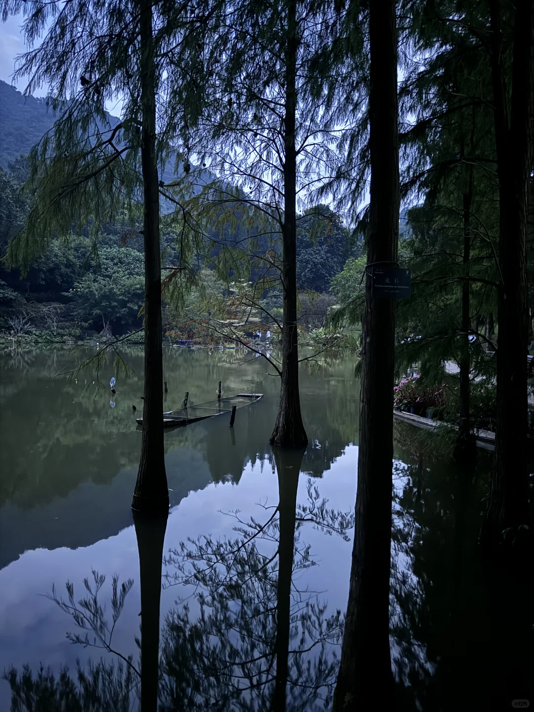 仙湖植物园