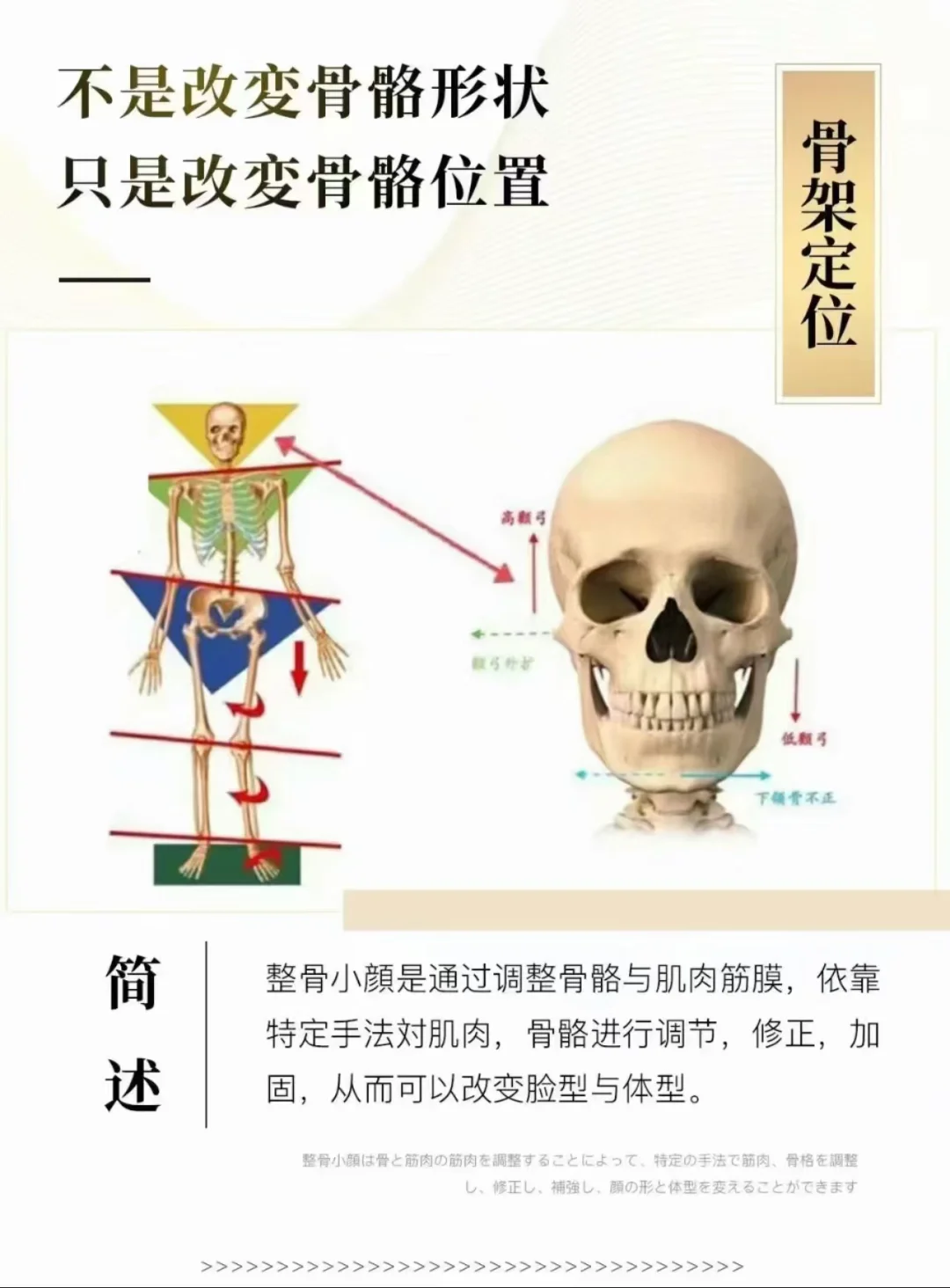 面部美学分区