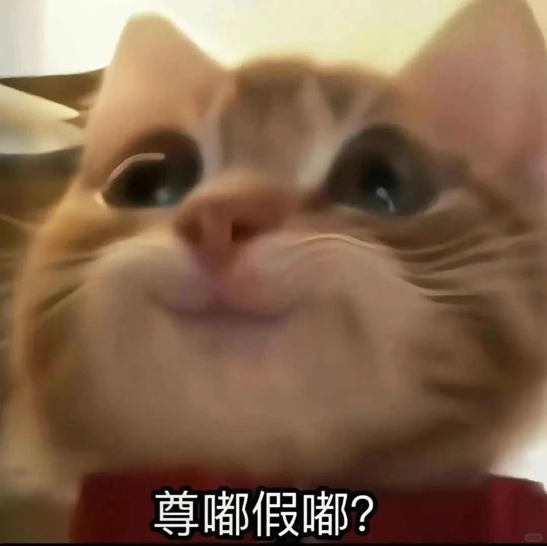 有趣的猫咪表情包?