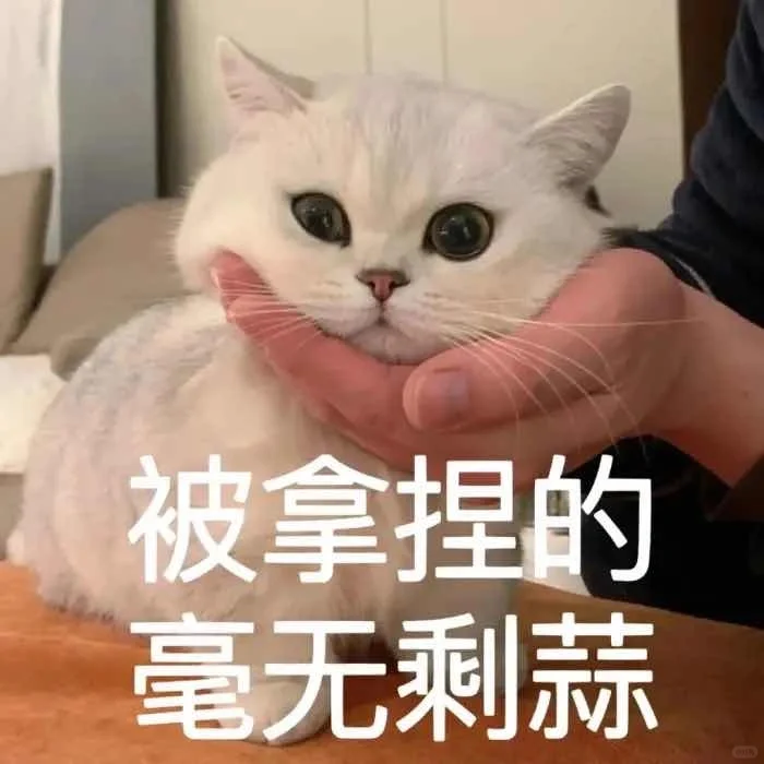 有趣的猫咪表情包?