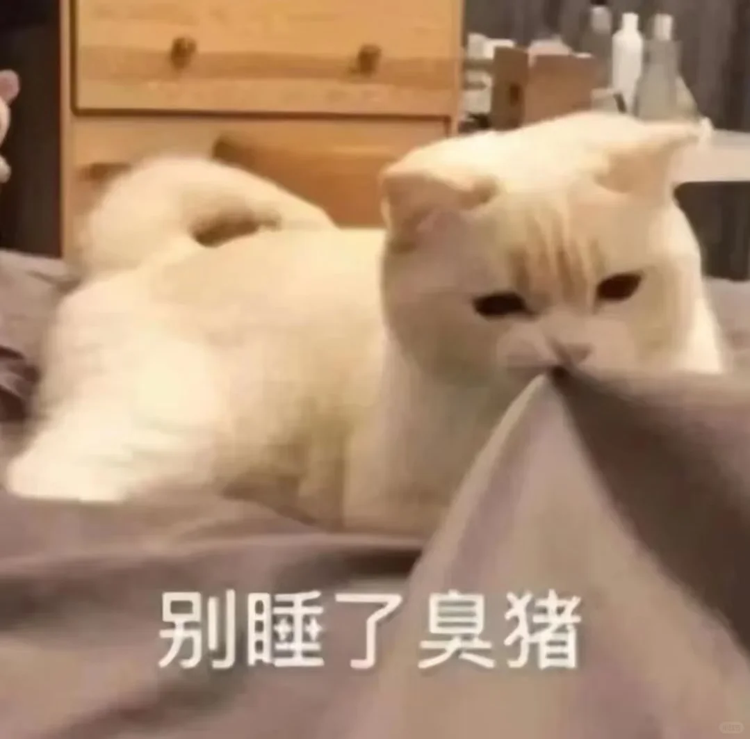 甜甜的猫系恋爱表情包?第三波～