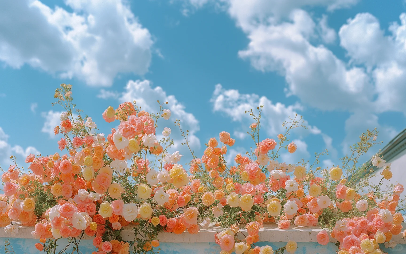 永远爱花花和天空的壁纸