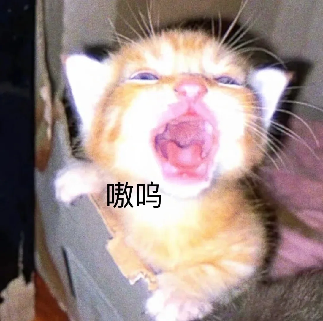 小猫表情包第6弹