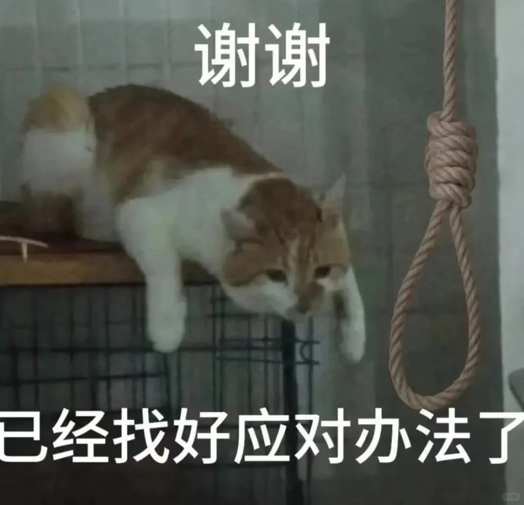 万能接话猫meme表情包