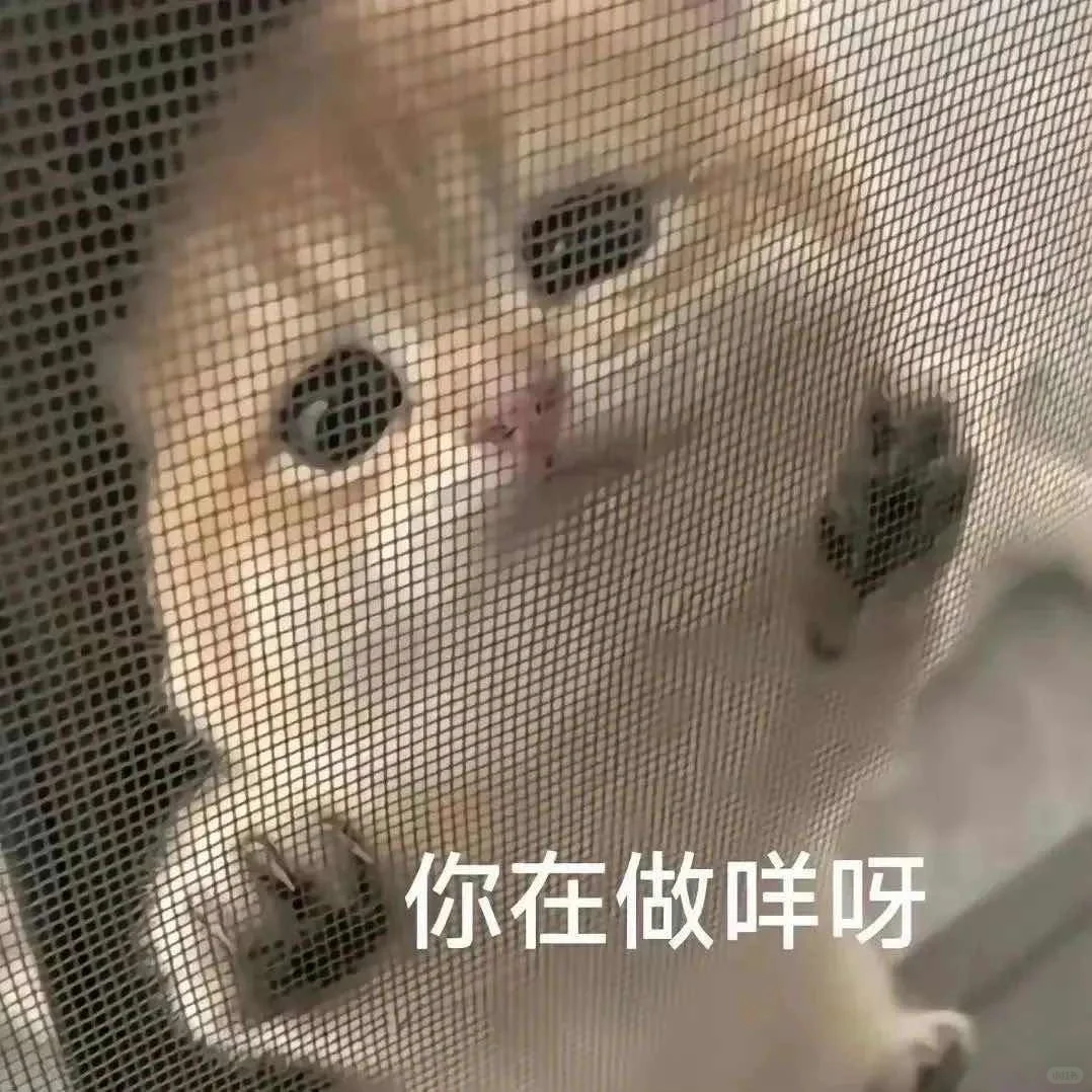 有趣的猫咪表情包?