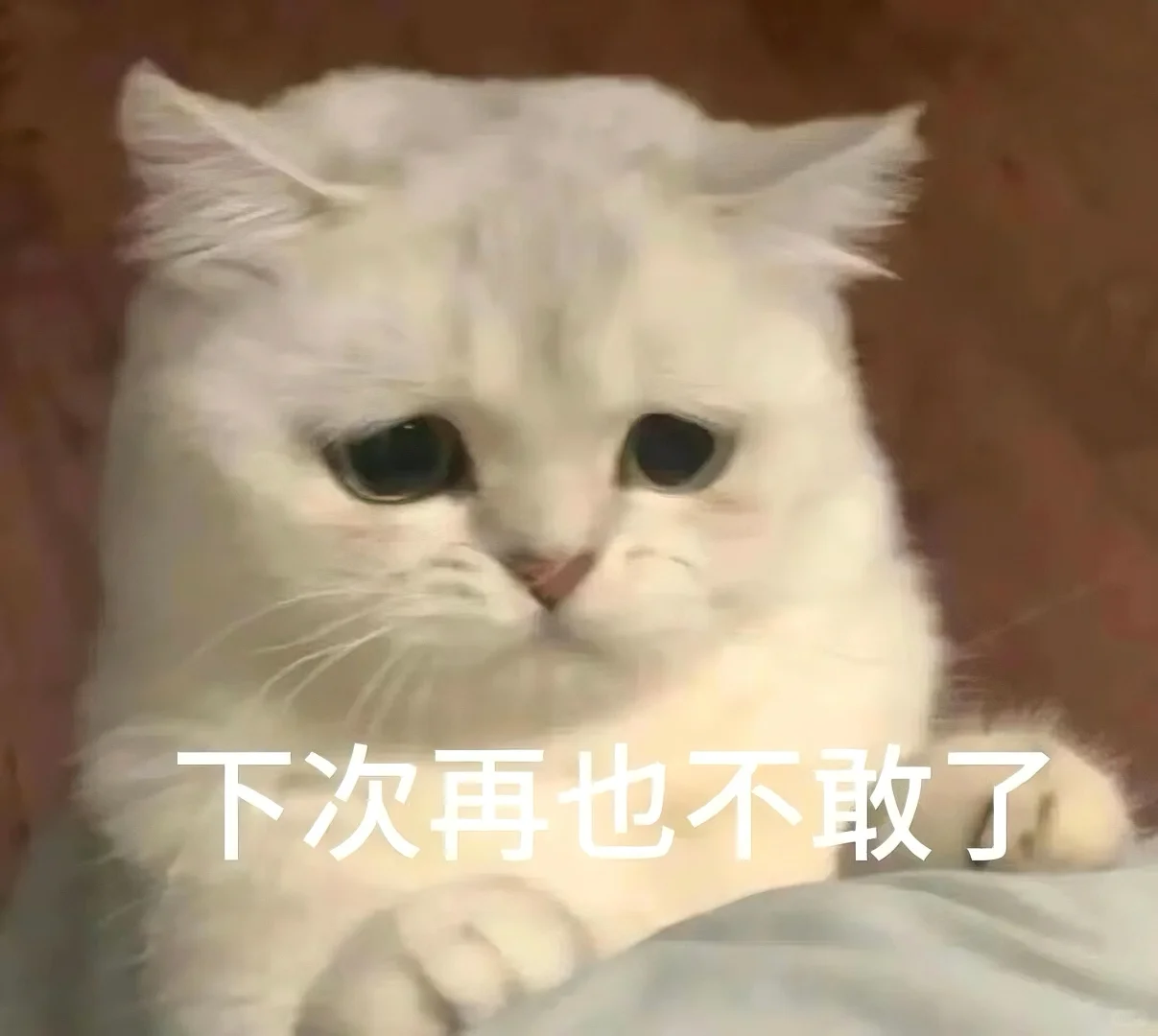 猫猫文字表情包