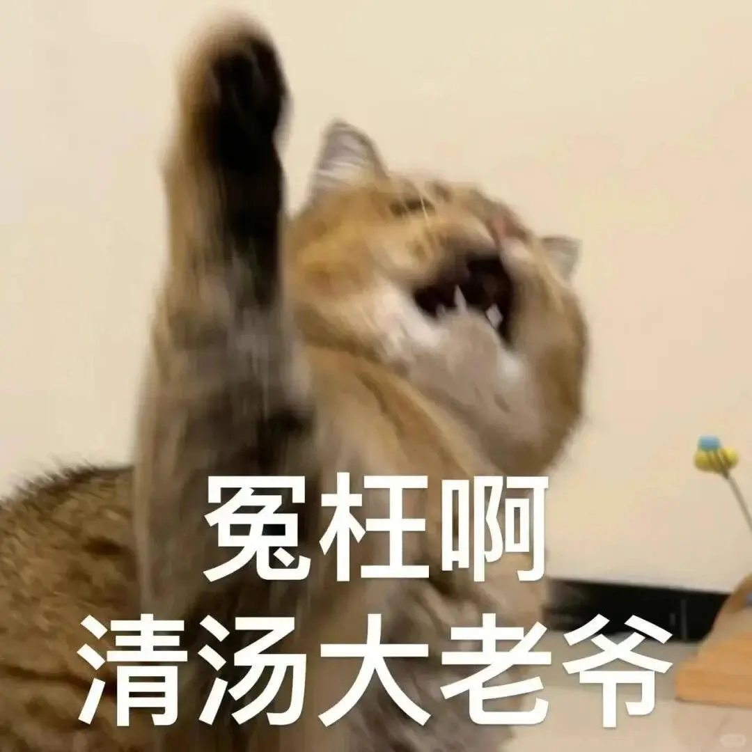 猫猫表情包来喽～