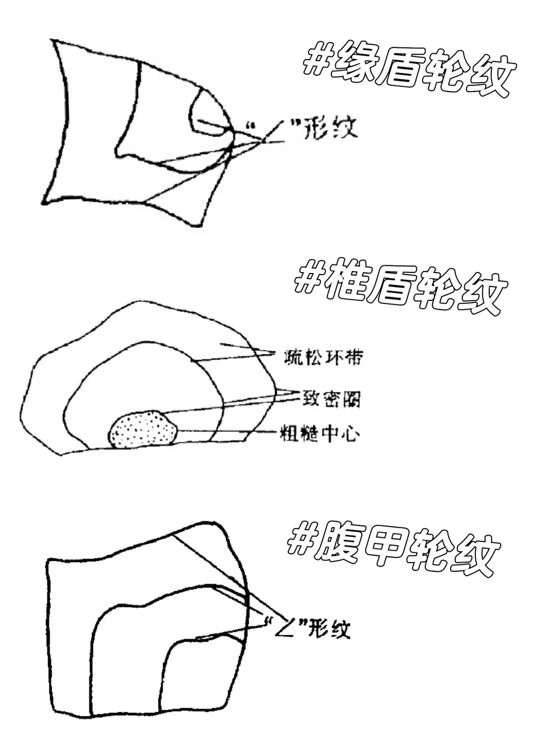 科普第三期｜乌龟的年龄分辨