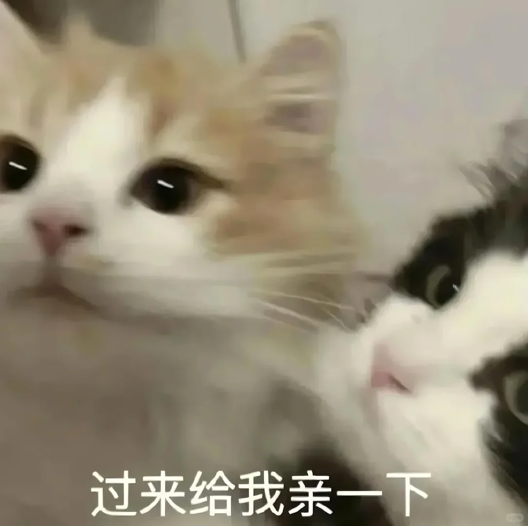 猫猫文字表情包