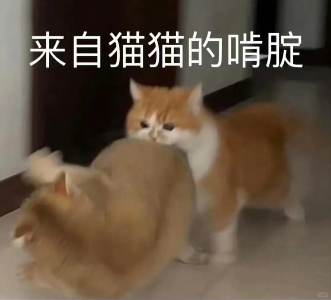 猫猫表情包来喽～