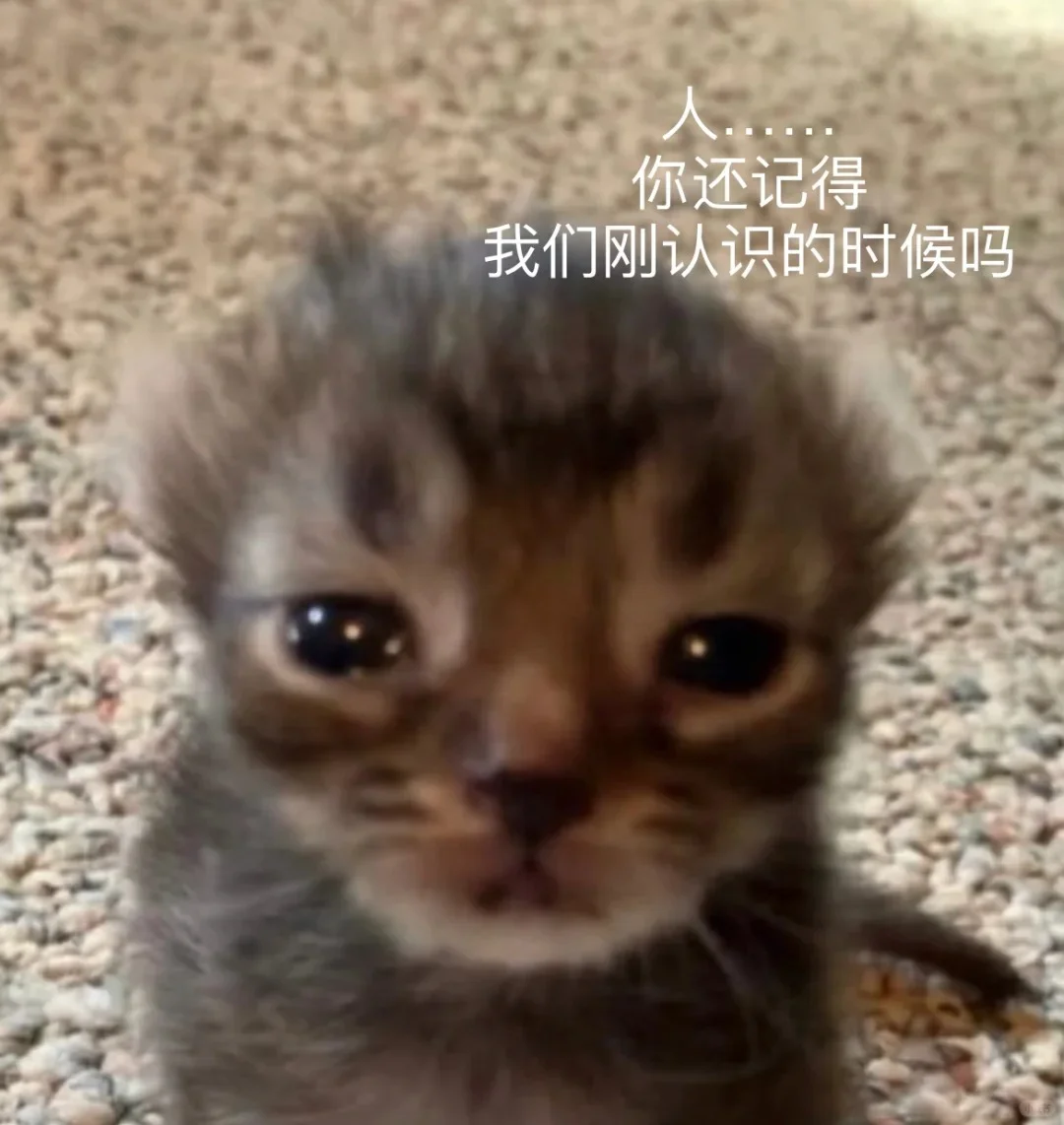 小猫表情包第8弹