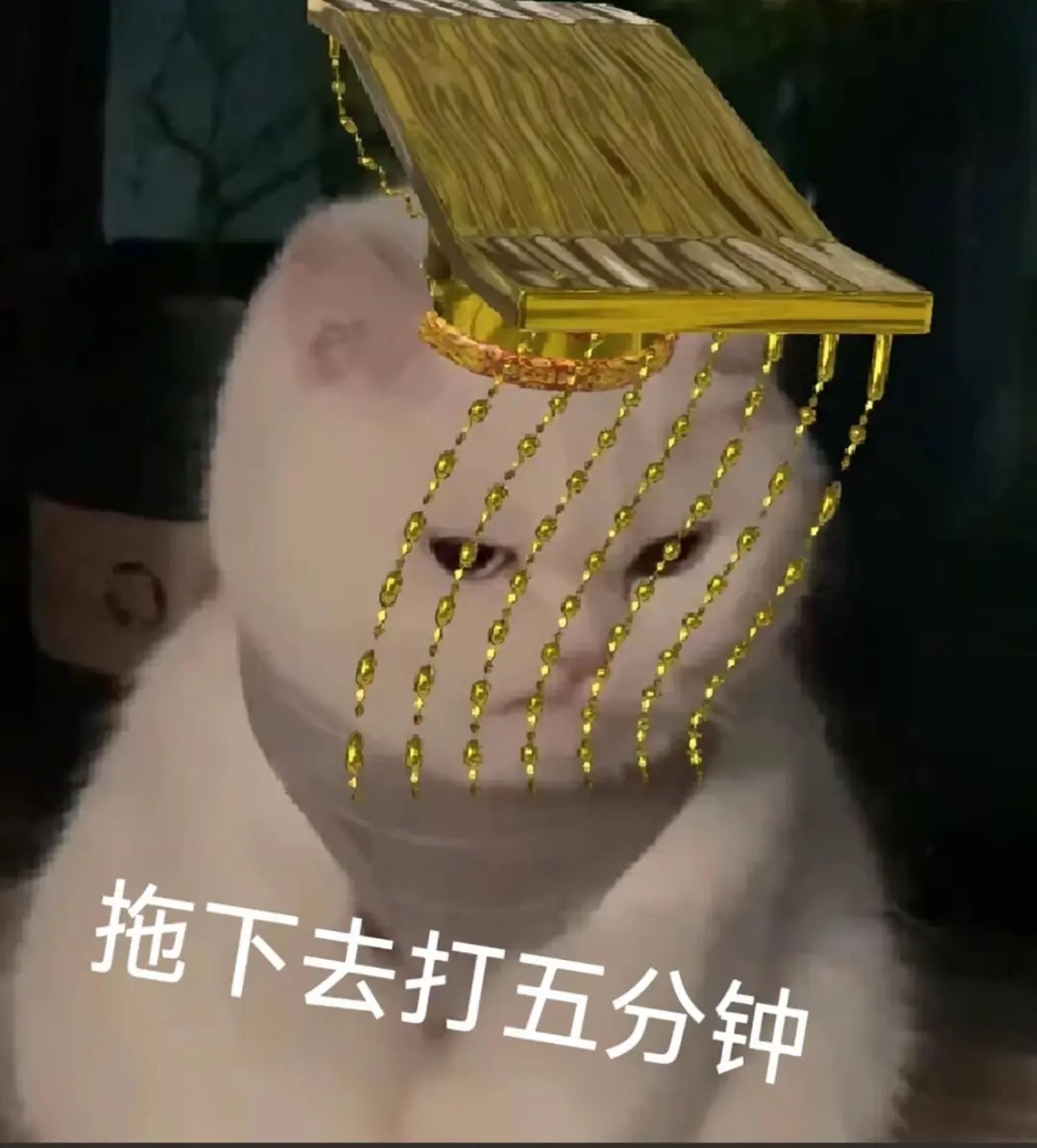 猫猫表情包分享第二十七弹