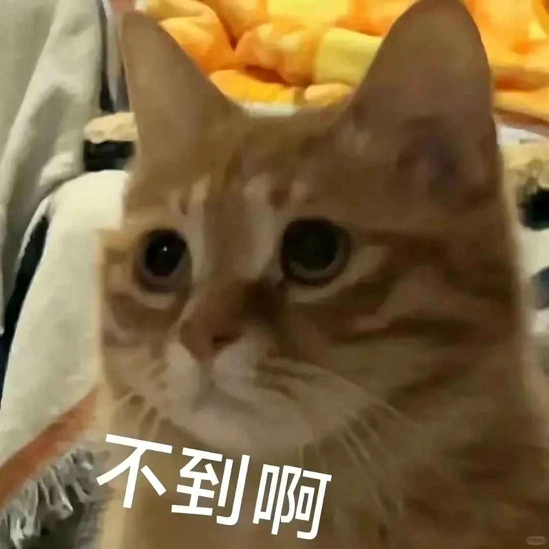 猫猫文字表情包