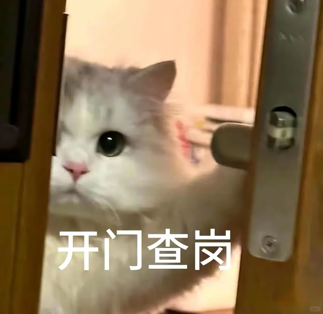 猫猫文字表情包