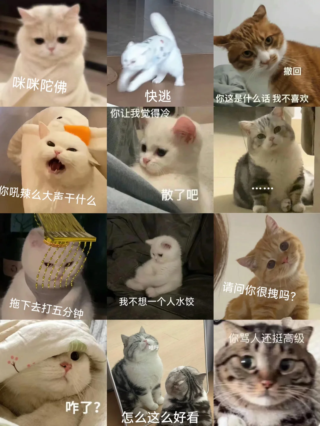 猫猫表情包分享第二十七弹