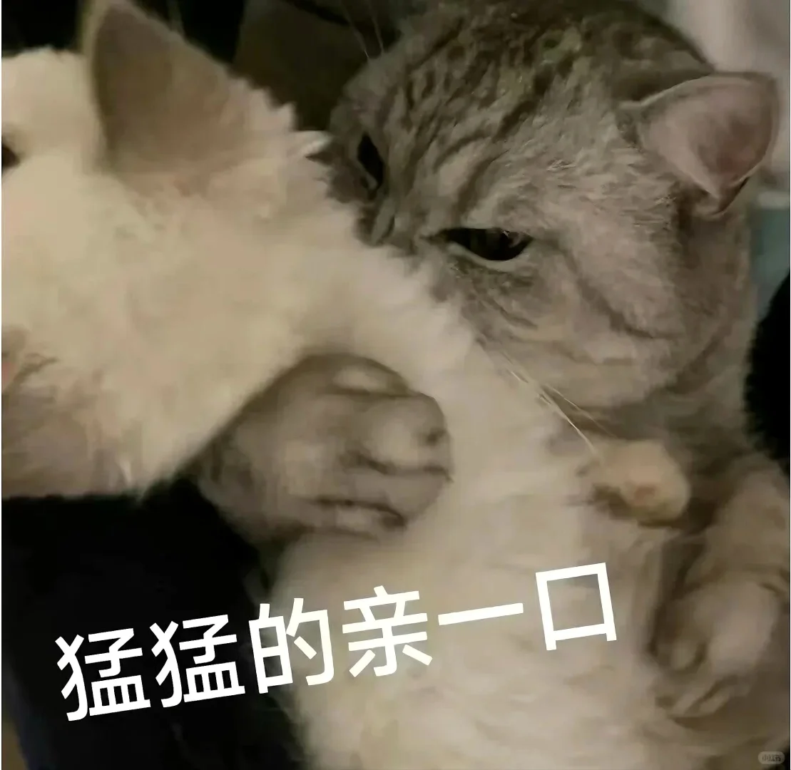 猫猫文字表情包