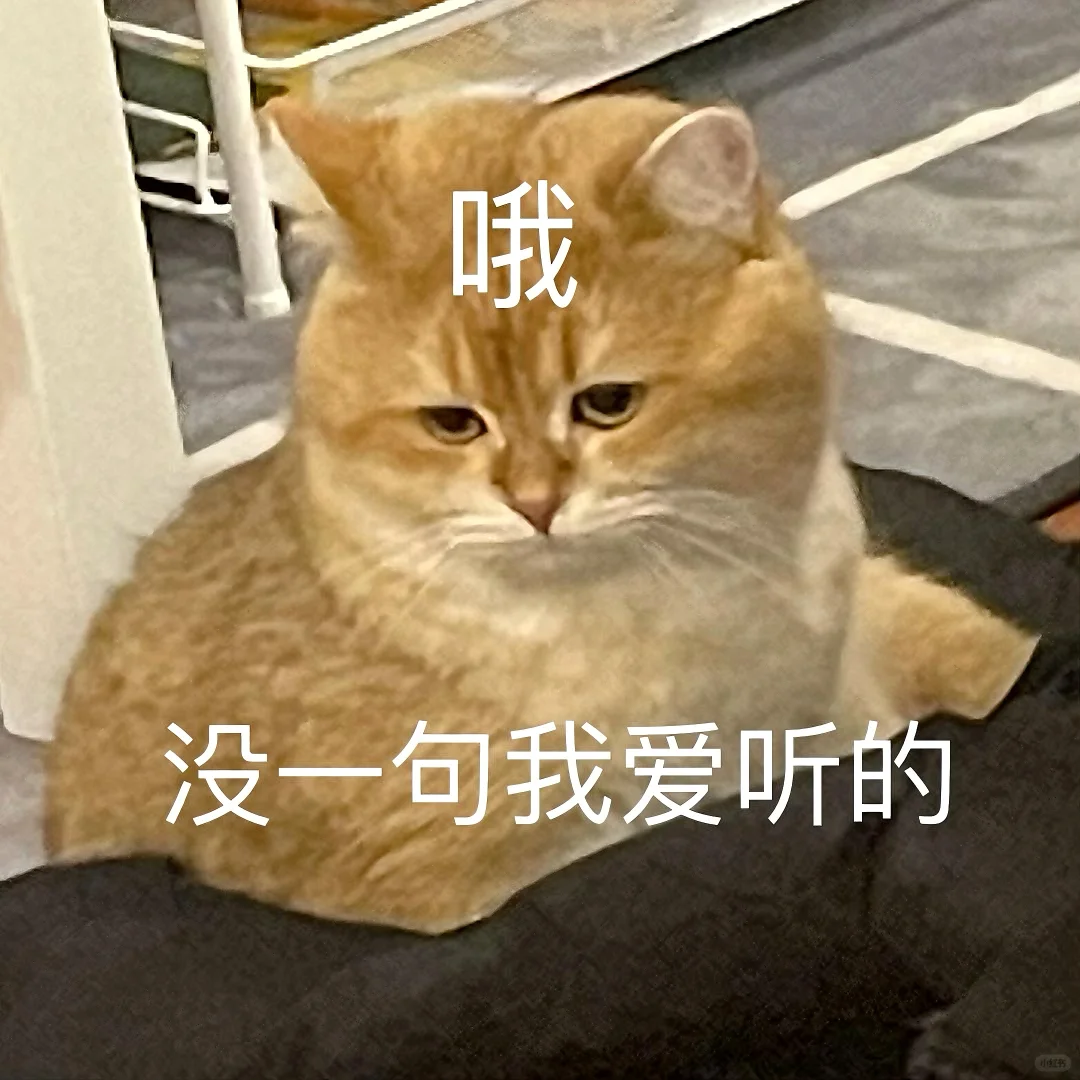 猫猫文字表情包