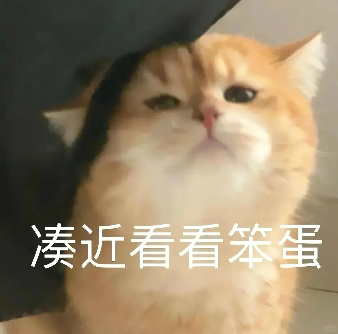 猫猫文字表情包