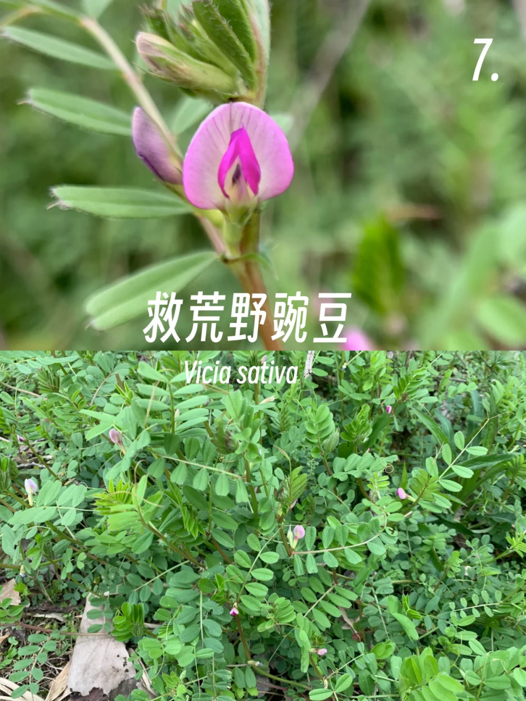 春日的小紫花小蓝花，你有见到么