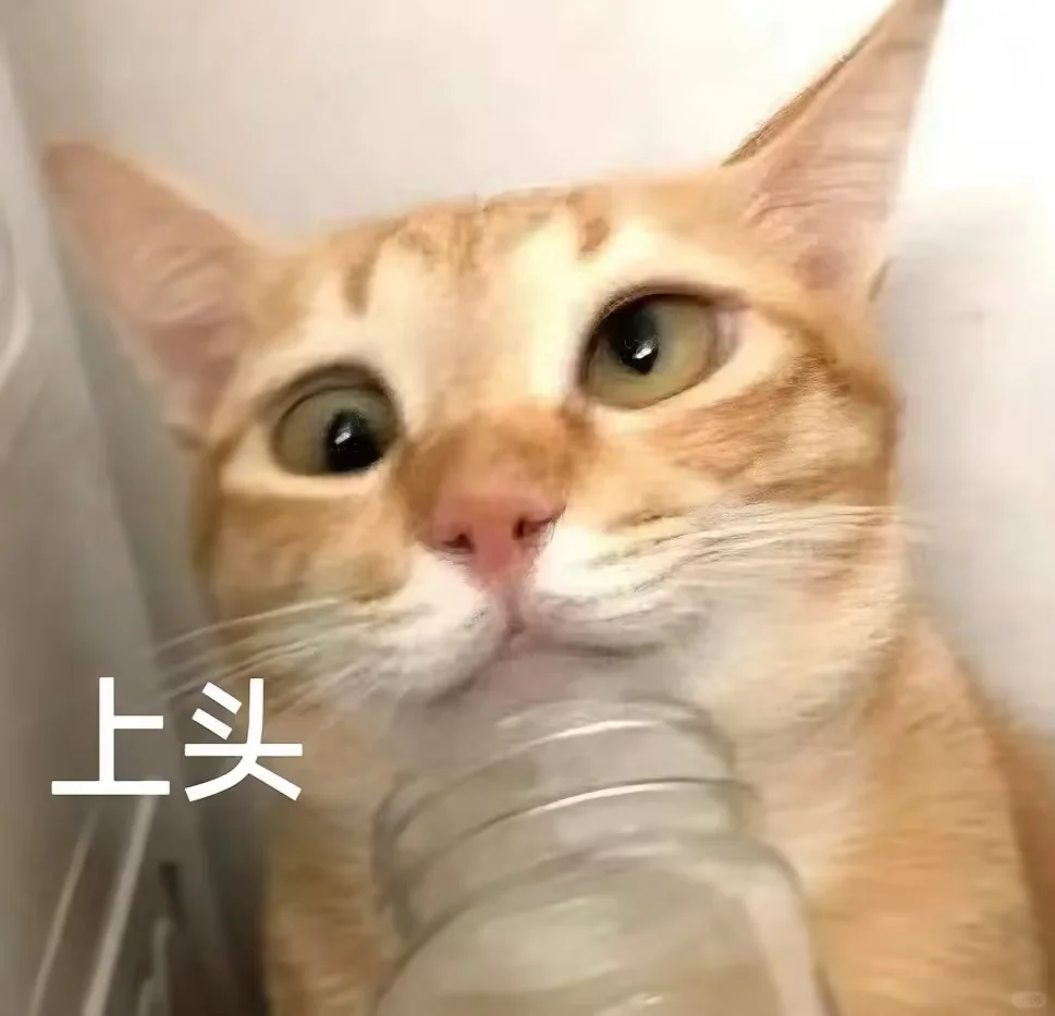 超可爱的小猫表情包来喽~