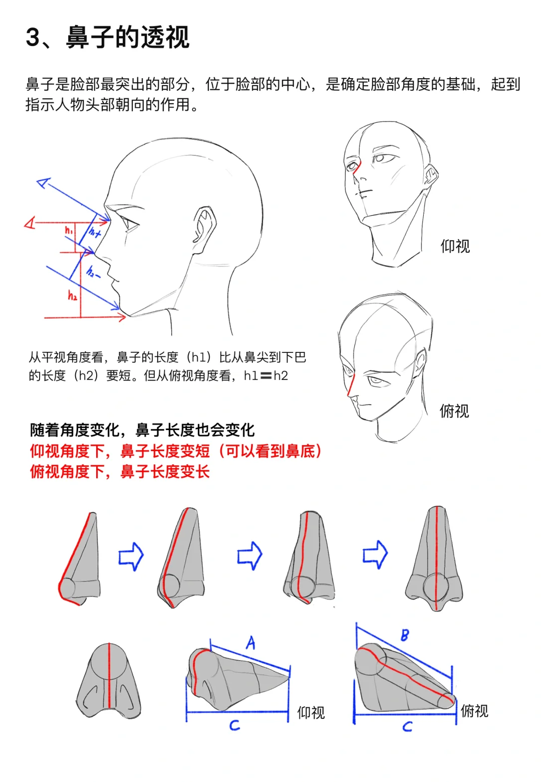 鼻子教程【鼻子结构➕体积➕画法➕透视】