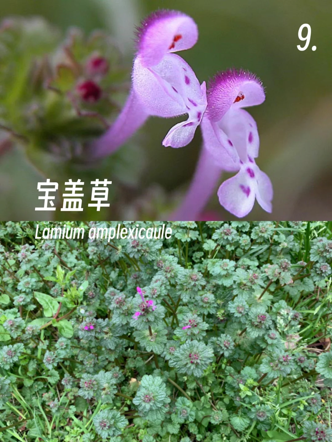 春日的小紫花小蓝花，你有见到么