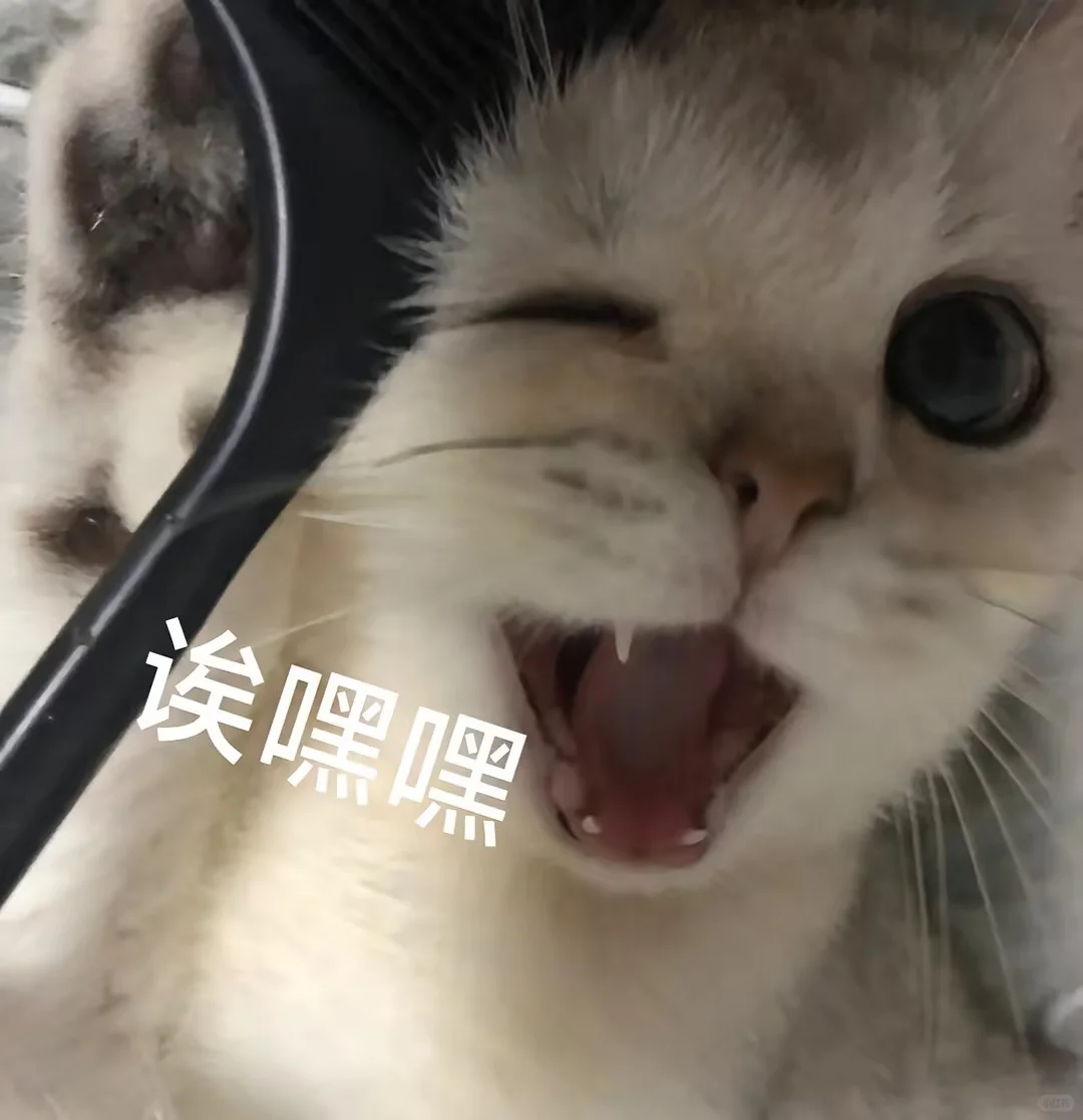 超可爱的小猫表情包来喽~