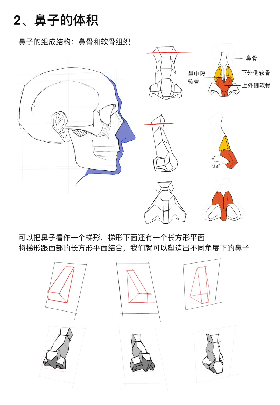 鼻子教程【鼻子结构➕体积➕画法➕透视】