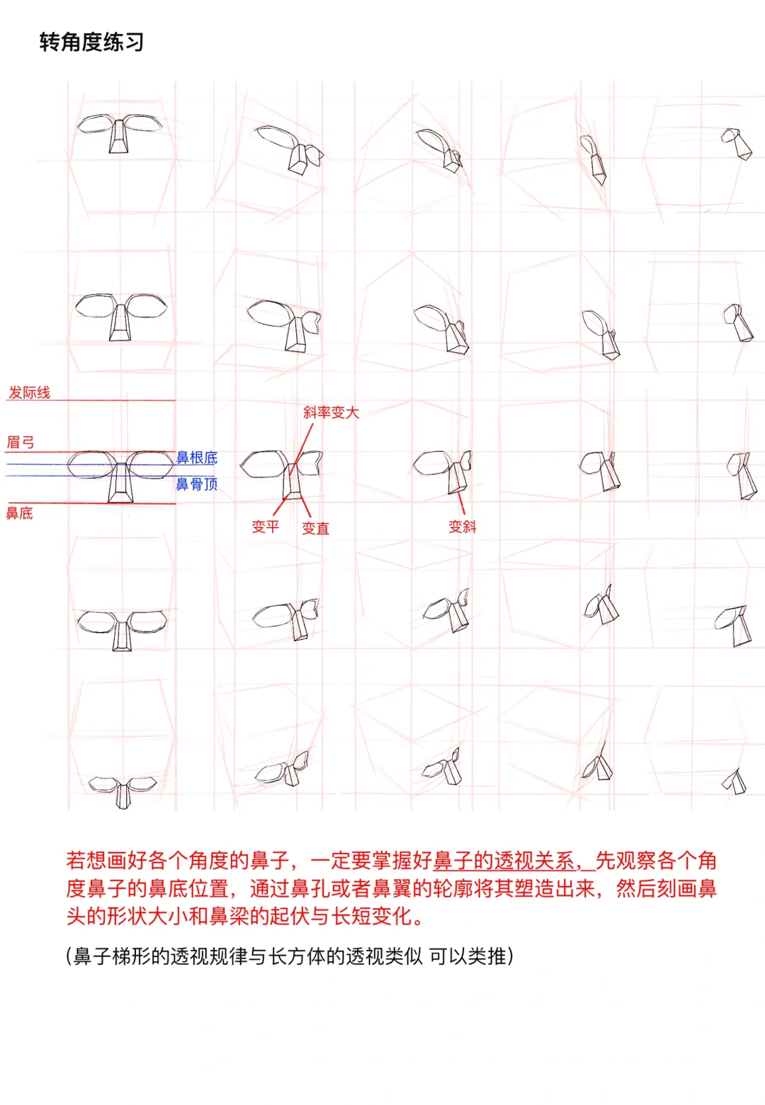 鼻子教程【鼻子结构➕体积➕画法➕透视】