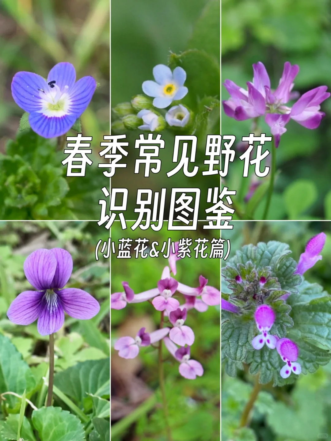 春日的小紫花小蓝花，你有见到么