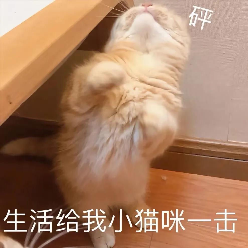 超可爱的小猫表情包来喽~