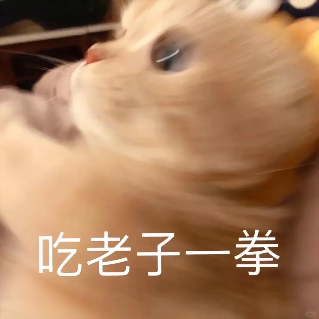 超可爱的小猫表情包来喽~