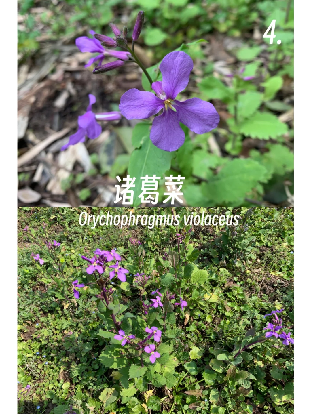 春日的小紫花小蓝花，你有见到么