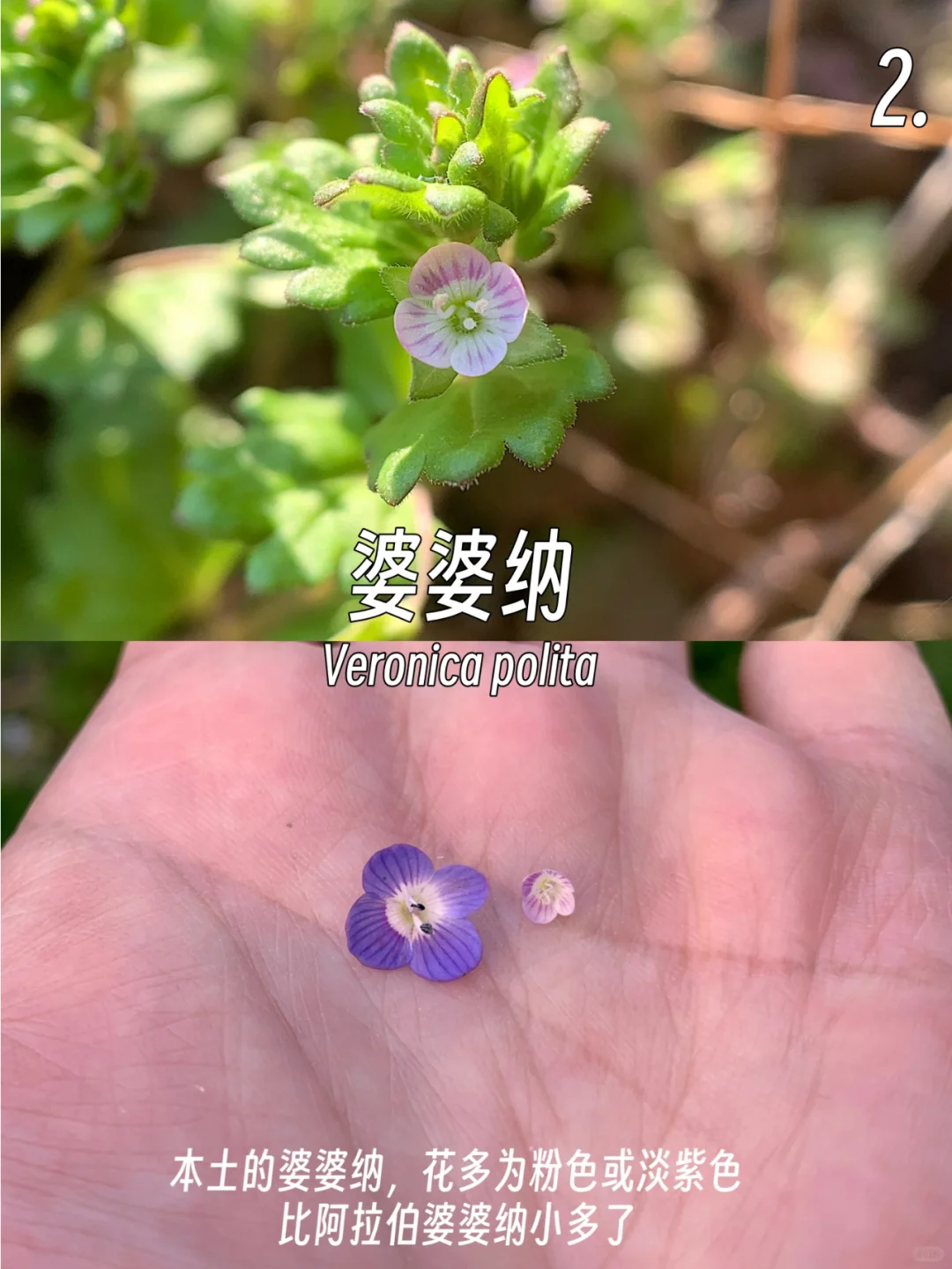 春日的小紫花小蓝花，你有见到么