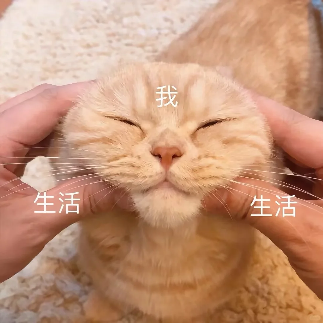 超可爱的小猫表情包来喽~