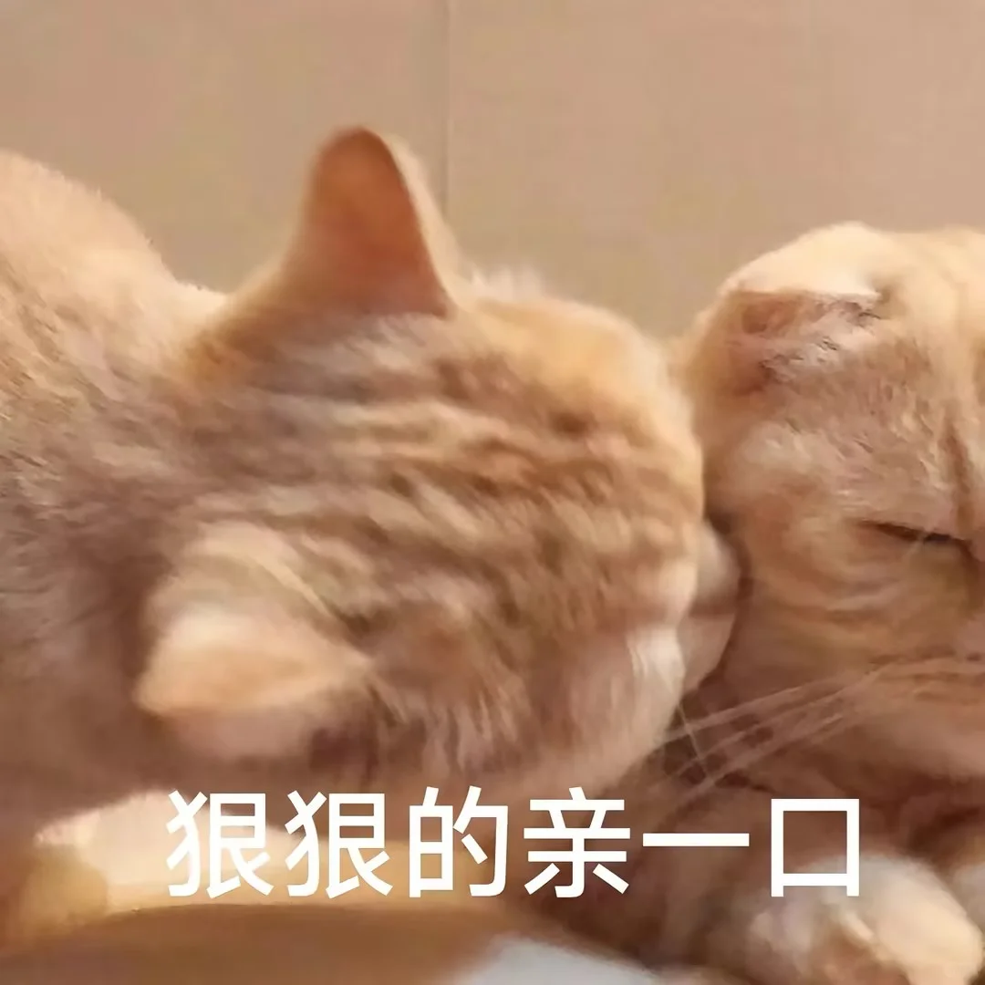 超可爱的小猫表情包来喽~