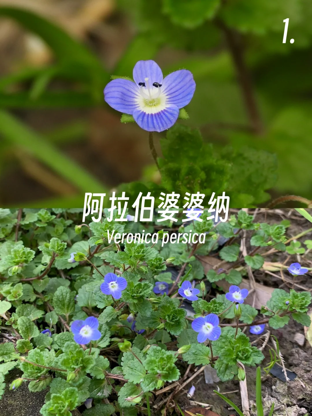 春日的小紫花小蓝花，你有见到么