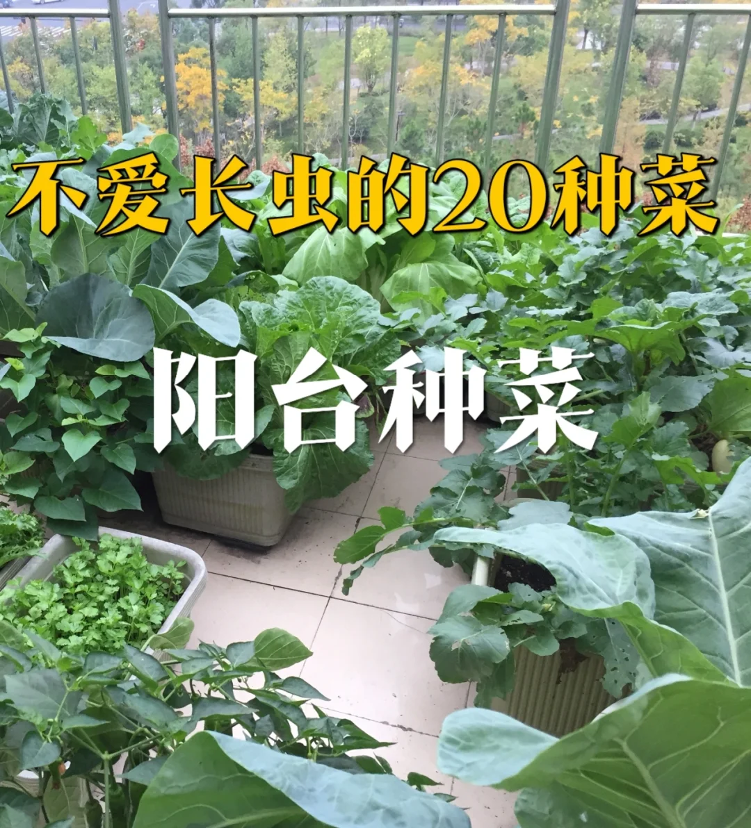 不爱长虫的20种菜