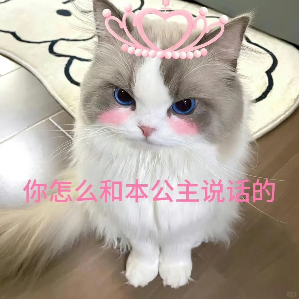 表情包|和crush聊天必备的可爱小猫