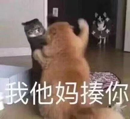 猫猫表情包又来喽～