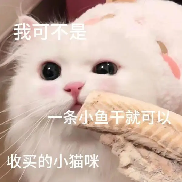 表情包|和crush聊天必备的可爱小猫