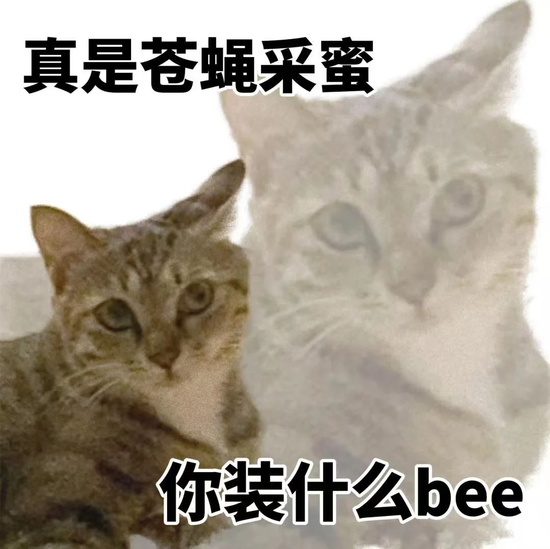 猫猫表情包又来喽～