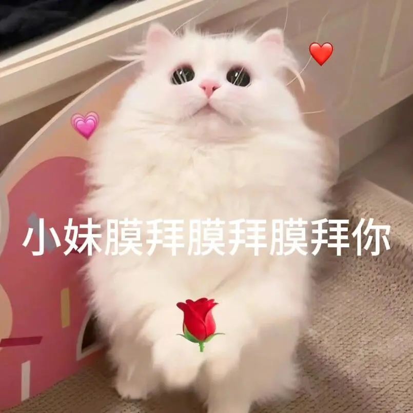 表情包|和crush聊天必备的可爱小猫