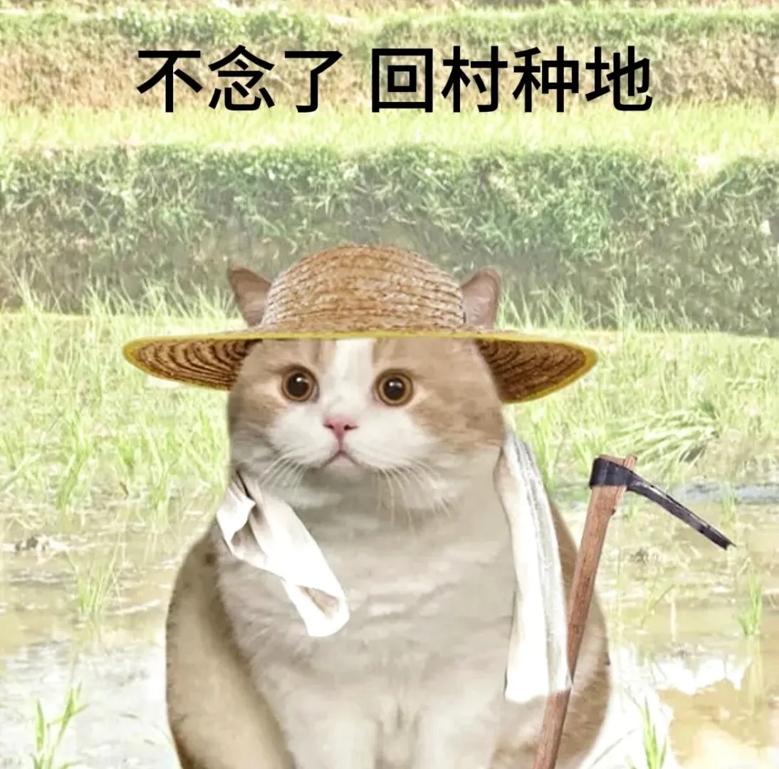 学术猫表情包！当小猫考上研究生