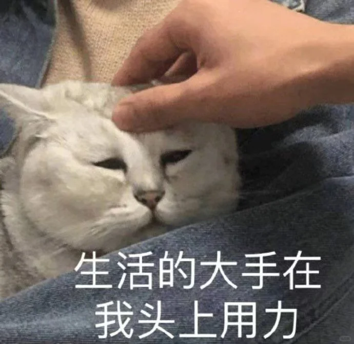 猫猫表情包又来喽～