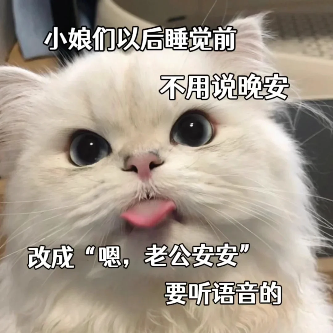 猫咪表情包~老婆万岁~老婆第一