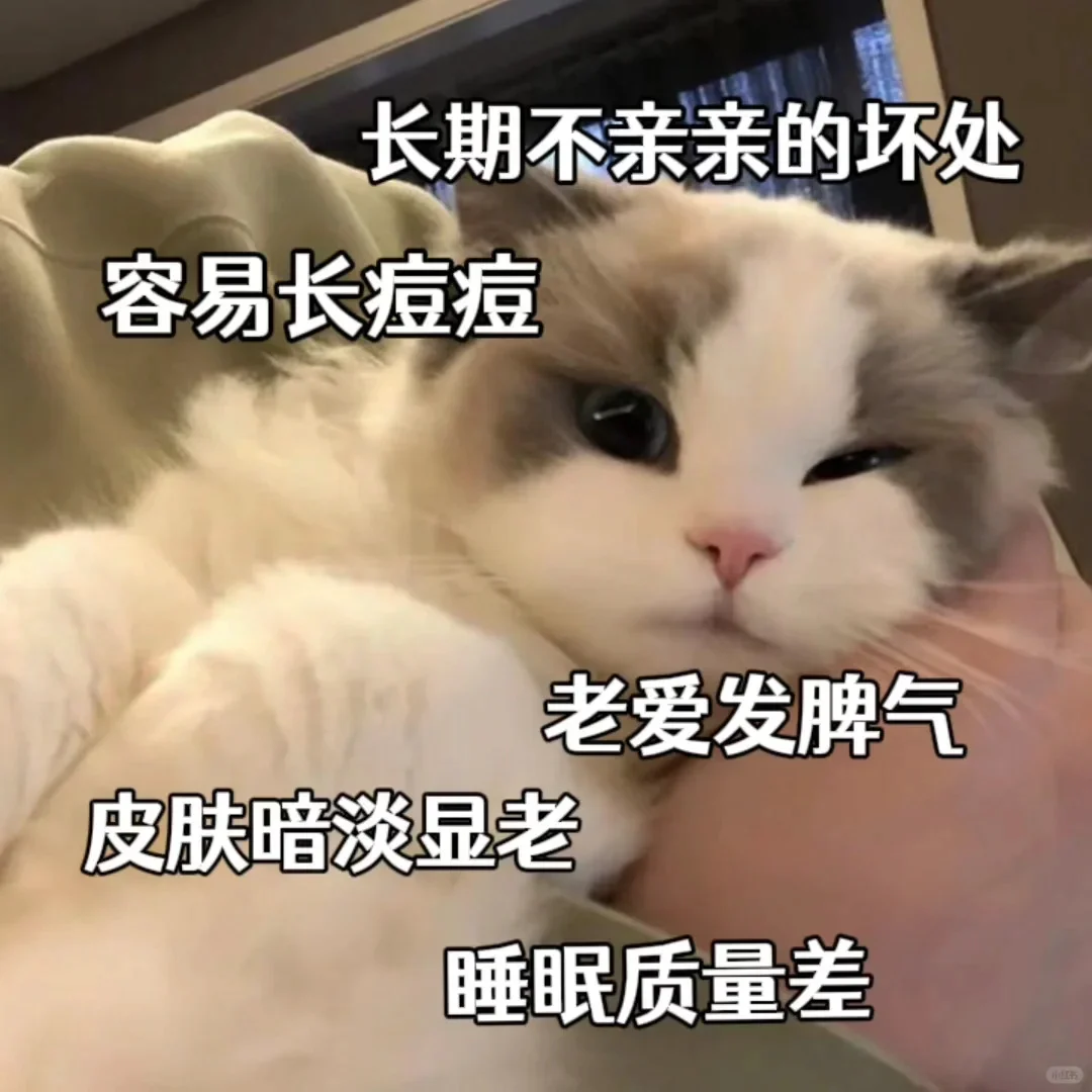 猫咪表情包~老婆万岁~老婆第一