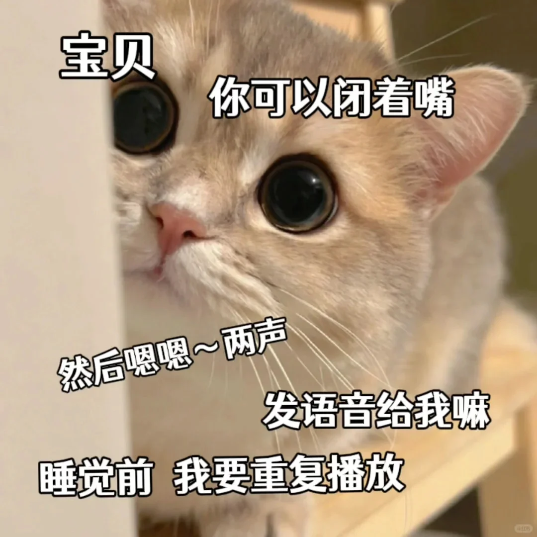 猫咪表情包~老婆万岁~老婆第一